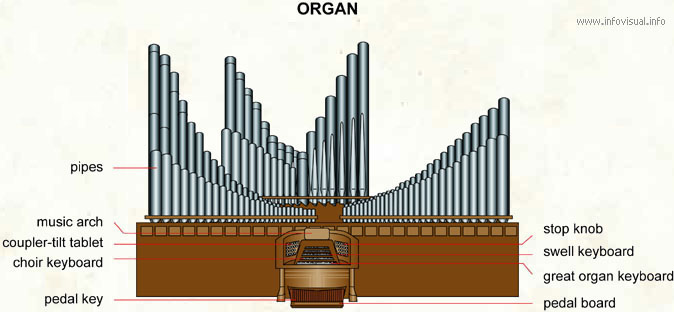Organ  (Visual Dictionary)